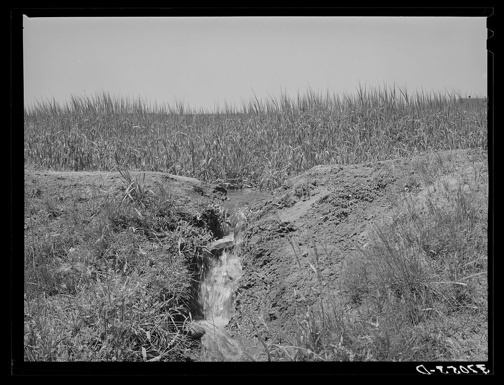 Excess water after irrigating field drains back into ditch and then goes onto near farm. The practice spreads weeds seeds…