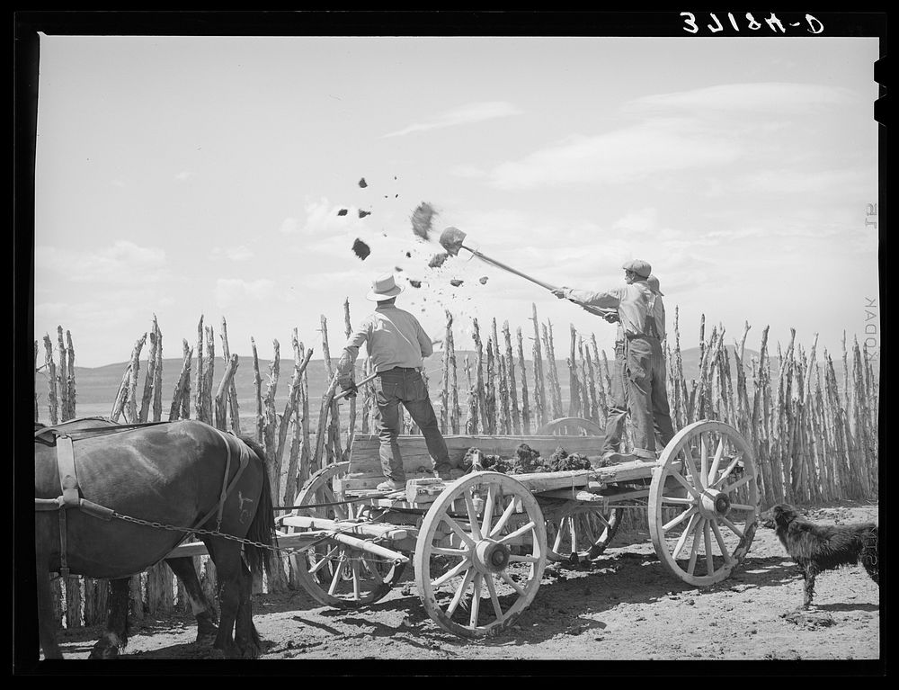 The old method of getting rid of manure, throwing it over the fence. Box Elder County, Utah by Russell Lee