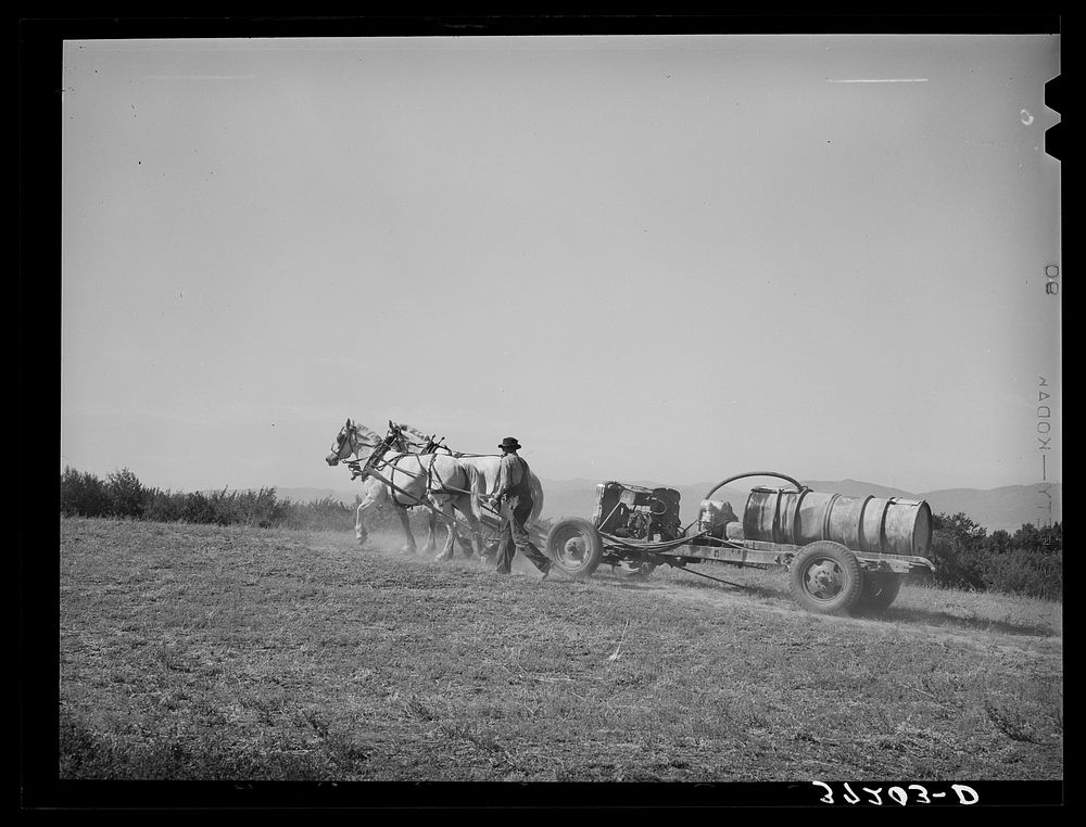 Mormon farmer driving cooperative fruit sprayer to his orchard. Cache County, Utah by Russell Lee