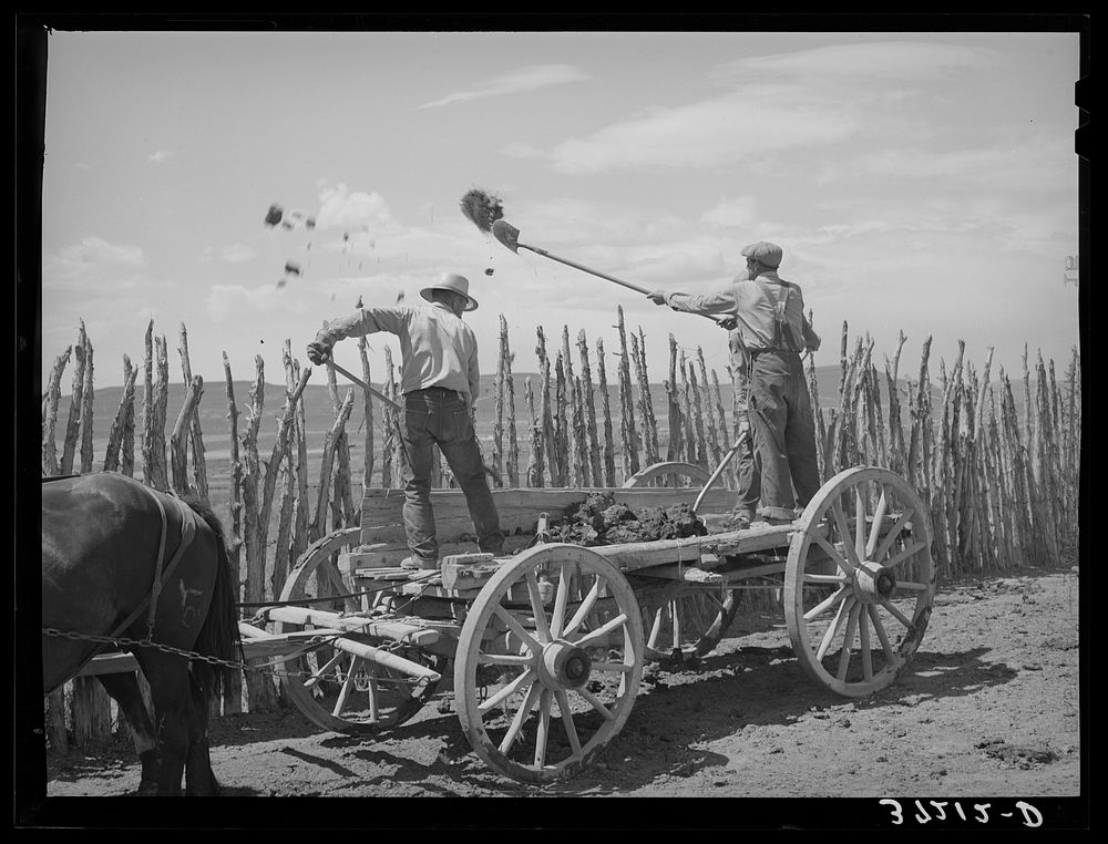 [Untitled photo, possibly related to: The old method of getting rid of manure, throwing it over the fence. Box Elder County…