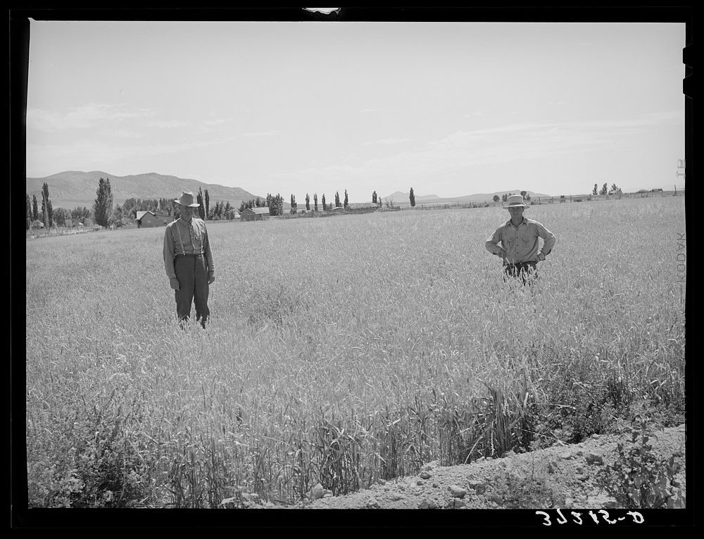 Field of wheat on right has been manured, one on right is unmanured. Box Elder County, Utah by Russell Lee