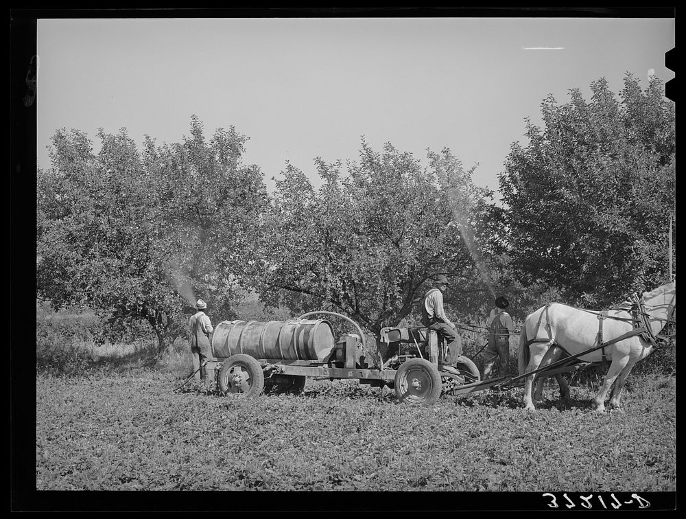 [Untitled photo, possibly related to: FSA (Farm Security Administration) cooperative sprayer in action. Cache County, Utah]…