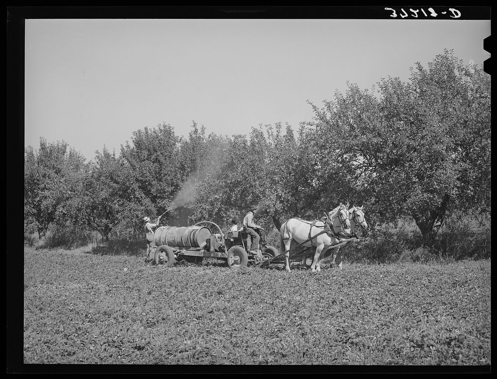 FSA (Farm Security Administration) cooperative sprayer in action. Cache County, Utah by Russell Lee