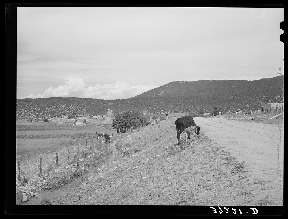Cows and irrigation ditch by side of the road. Penasco, New Mexico. Drinking water in many of these Spanish-American towns…