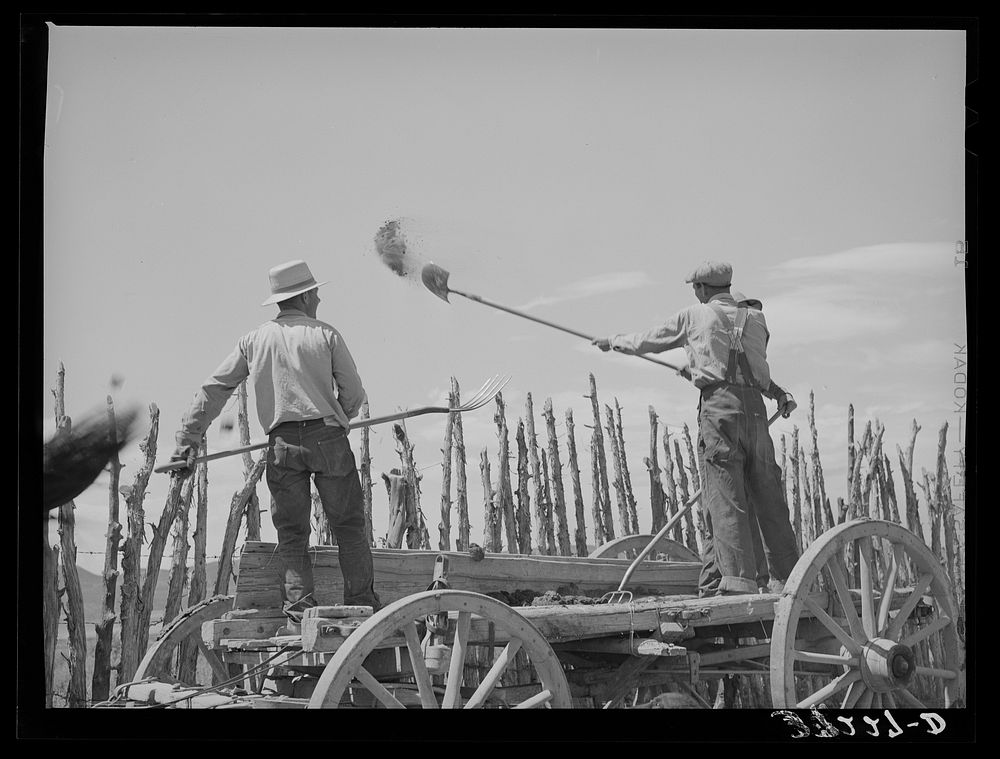 [Untitled photo, possibly related to: The old method of getting rid of manure, throwing it over the fence. Box Elder County…
