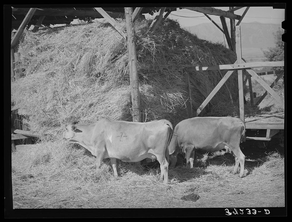[Untitled photo, possibly related to: Cows eating hay on Mormon farmer's place. Cache County, Utah] by Russell Lee