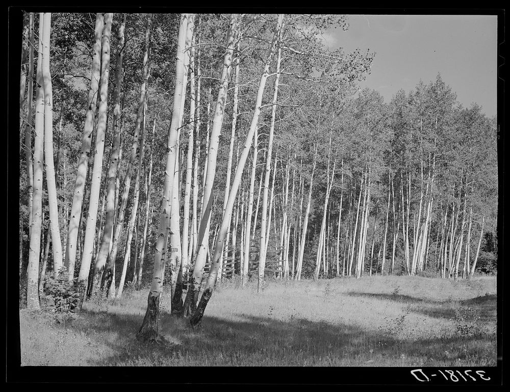 Grove of aspens. Santa Barbara Canyon, Taos County, New Mexico by Russell Lee