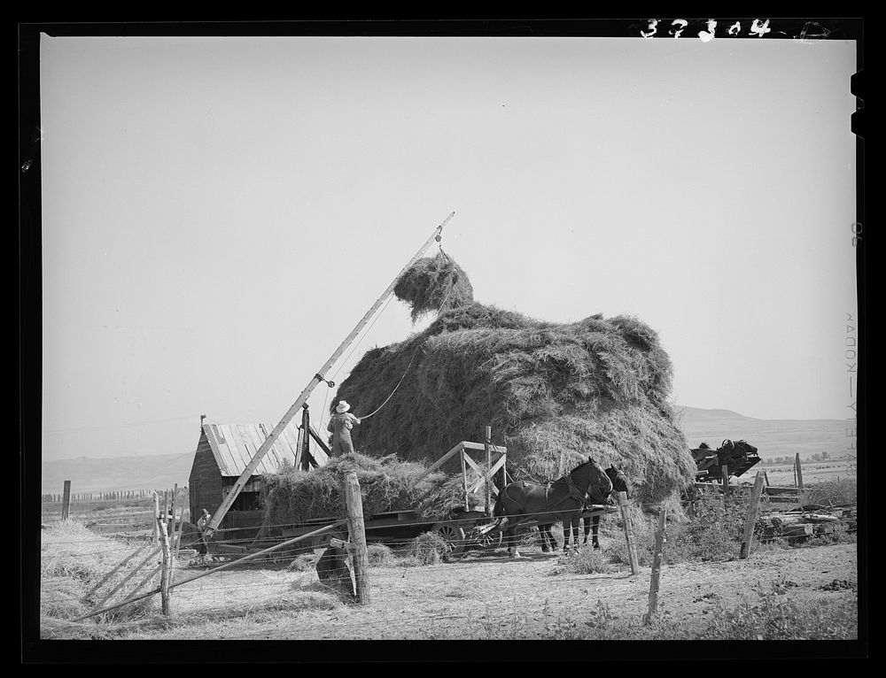 [Untitled photo, possibly related to: Stacking hay with Mormon hay stacker. Box Elder County, Utah] by Russell Lee