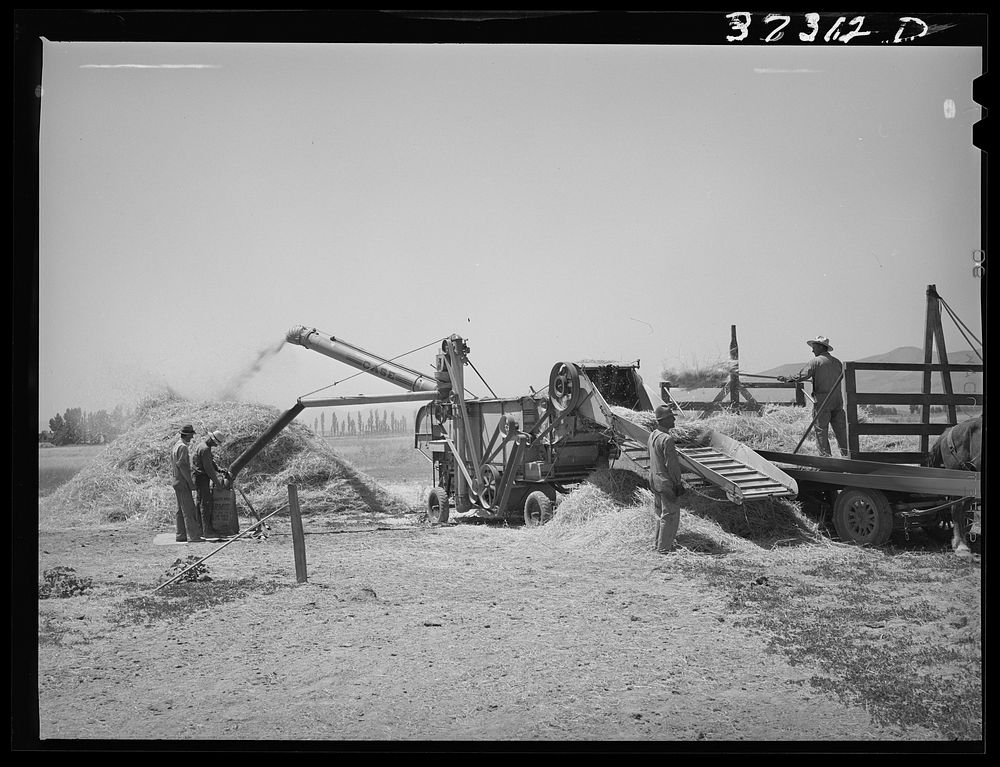 [Untitled photo, possibly related to: Threshing barley. Box Elder County, Utah] by Russell Lee