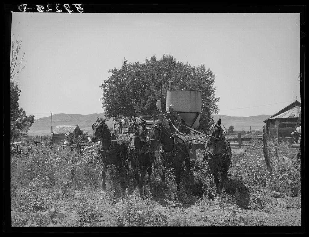 [Untitled photo, possibly related to: The old method of drawing a combine; ten or more horses were used. Box Elder County…