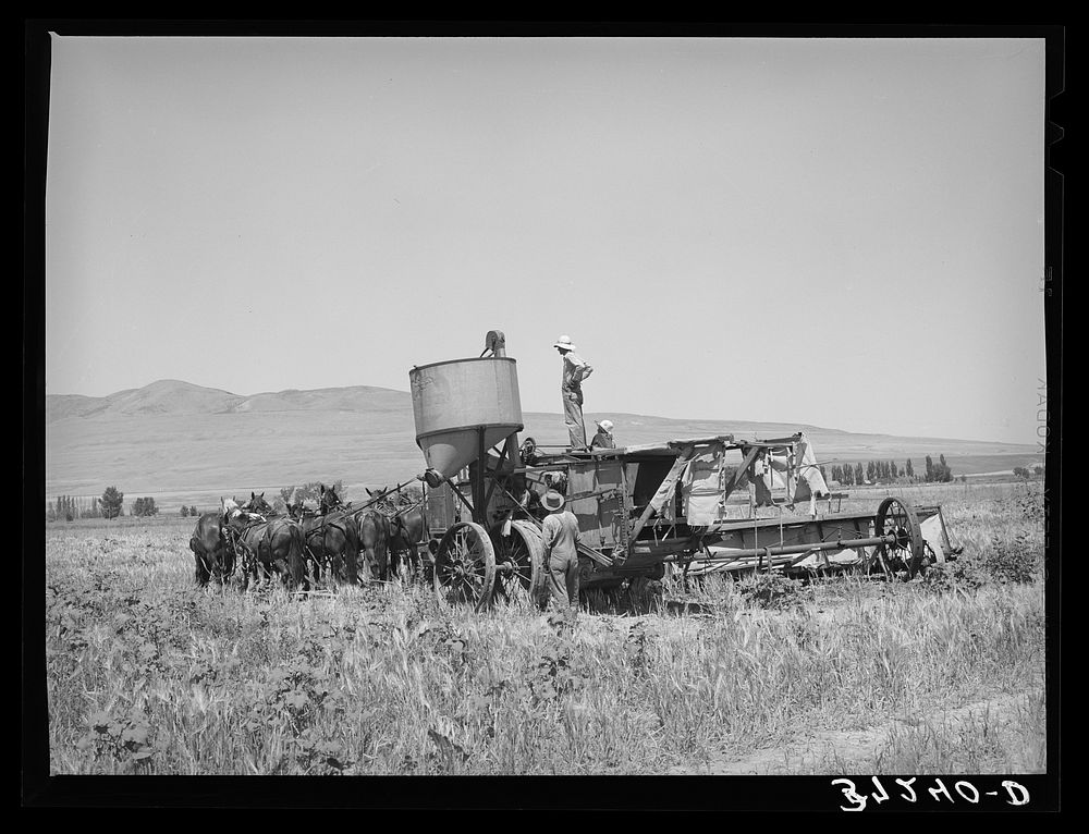 The old method of drawing a combine; ten or more horses were used. Box Elder County, Utah by Russell Lee