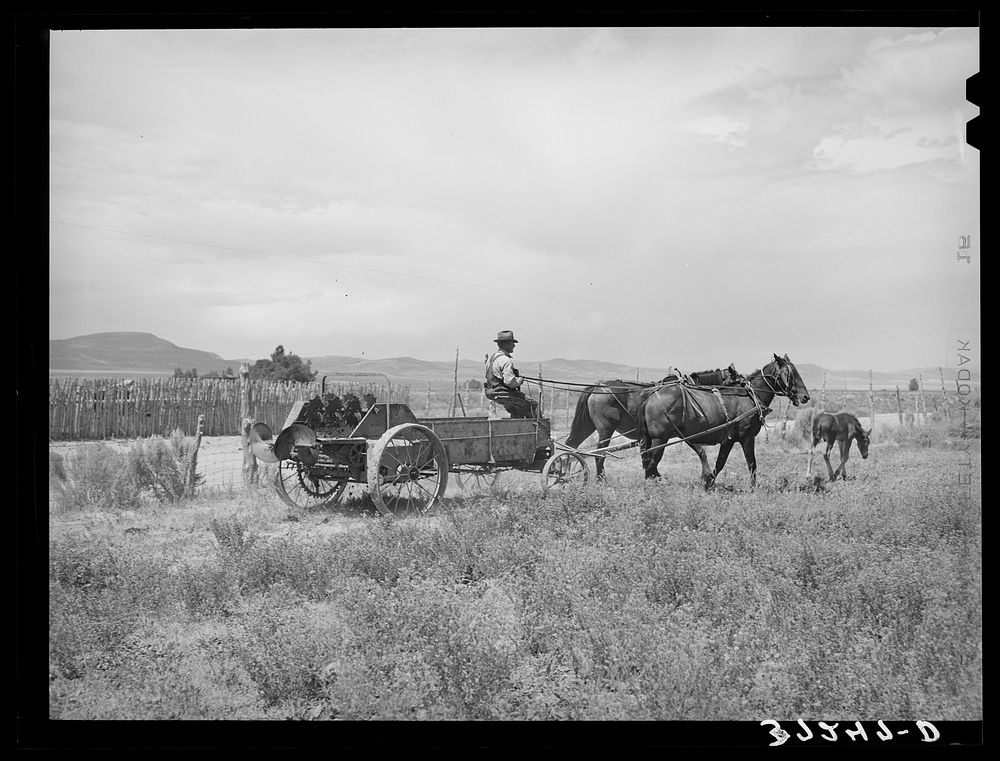 FSA (Farm Security Administration) cooperative manure spreader in action. Box Elder County, Utah by Russell Lee