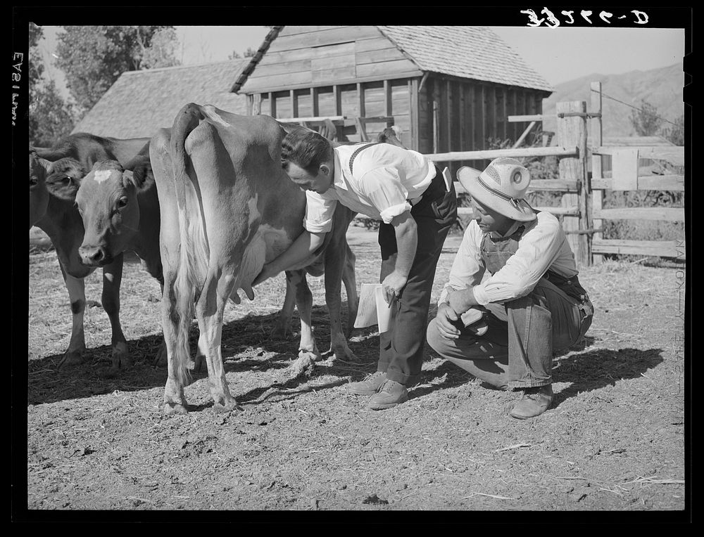 FSA (Farm Security Administration) supervisor explaining the fine points of a cow. Box Elder County, Utah by Russell Lee