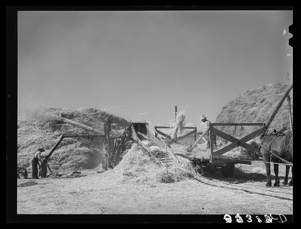 Threshing small grain. Box Elder County, Utah by Russell Lee