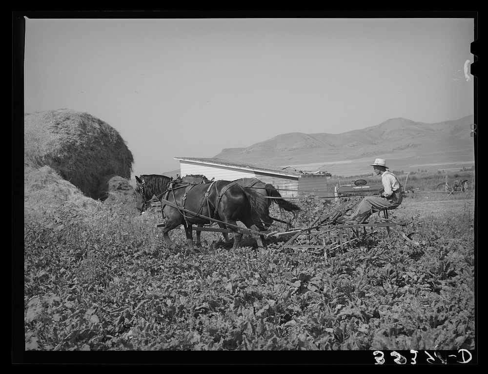 FSA (Farm Security Administration) cooperative sugar beet cultivator in action. Box Elder County, Utah by Russell Lee