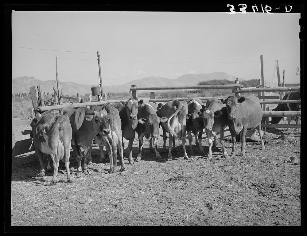 Herd of dairy cows. Box Elder County, Utah by Russell Lee