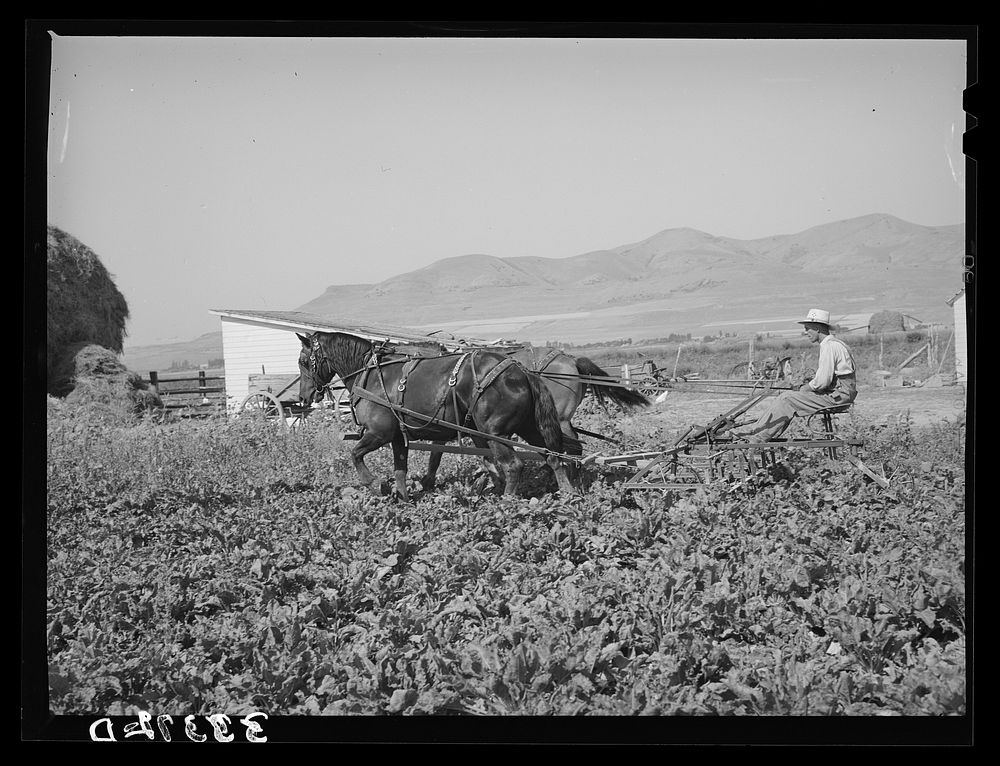 [Untitled photo, possibly related to: FSA (Farm Security Administration) cooperative sugar beet cultivator and members of…