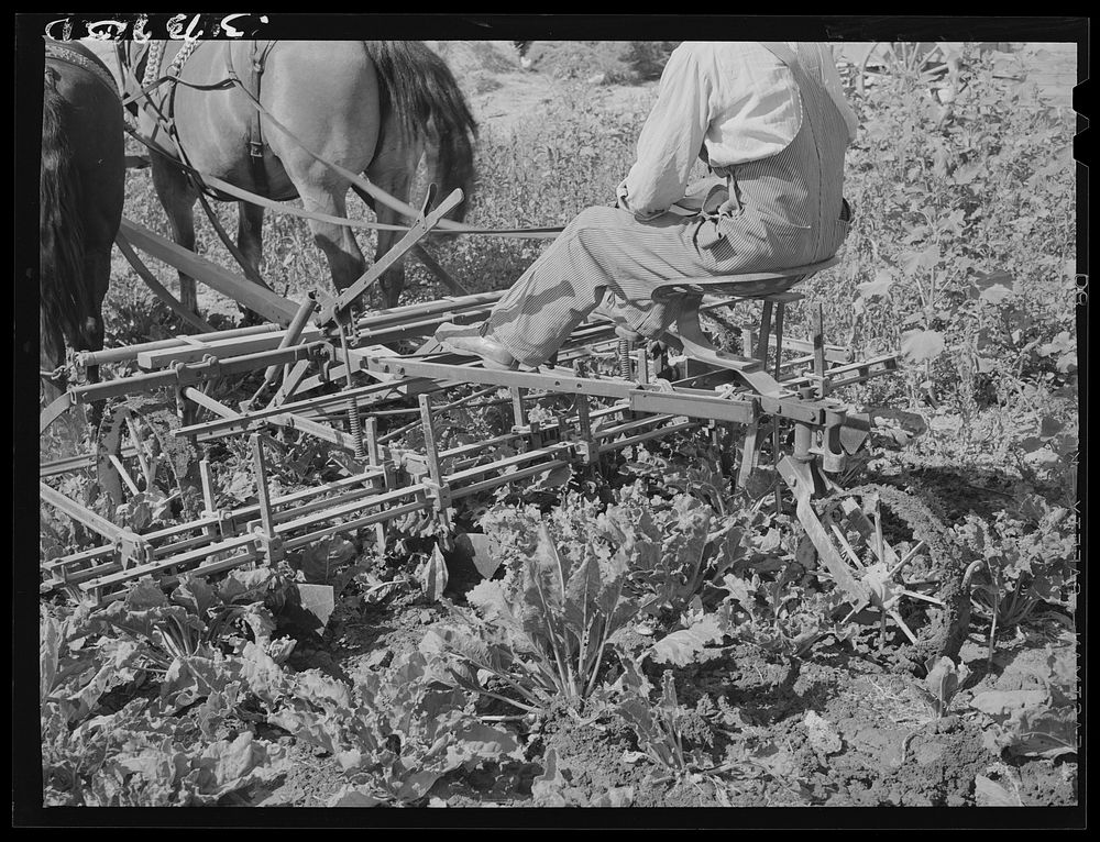 Farmer on a sugar beet cultivator. Box Elder County, Utah by Russell Lee