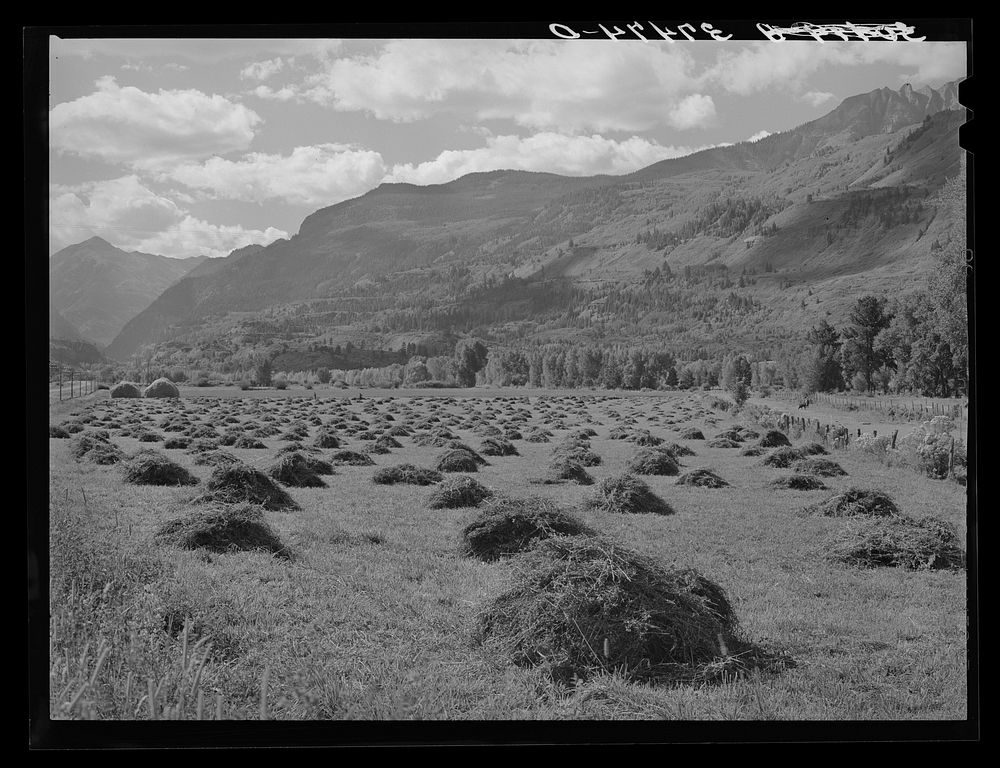 Hay is one of the main crops of the Uncompahgre River Valley, Ouray County, Colorado. In this section ranching is the…