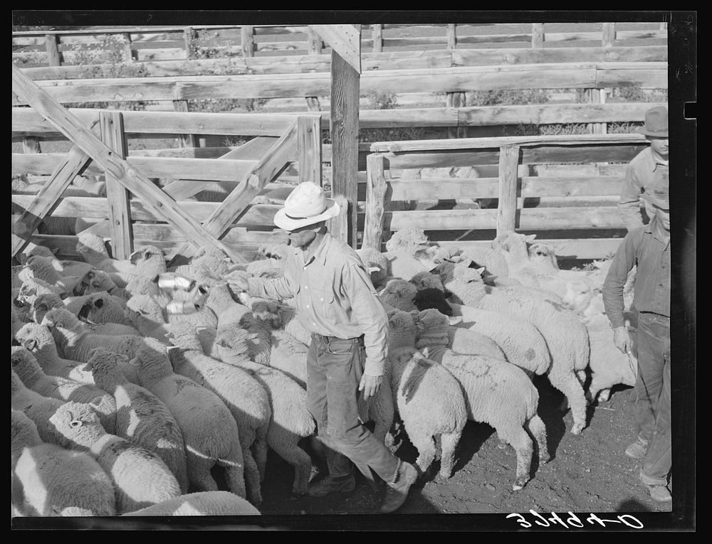 Scaring sheep by rattling tin cans while driving the sheep into railroad cars for shipping to Denver. Cimarron, Colorado by…