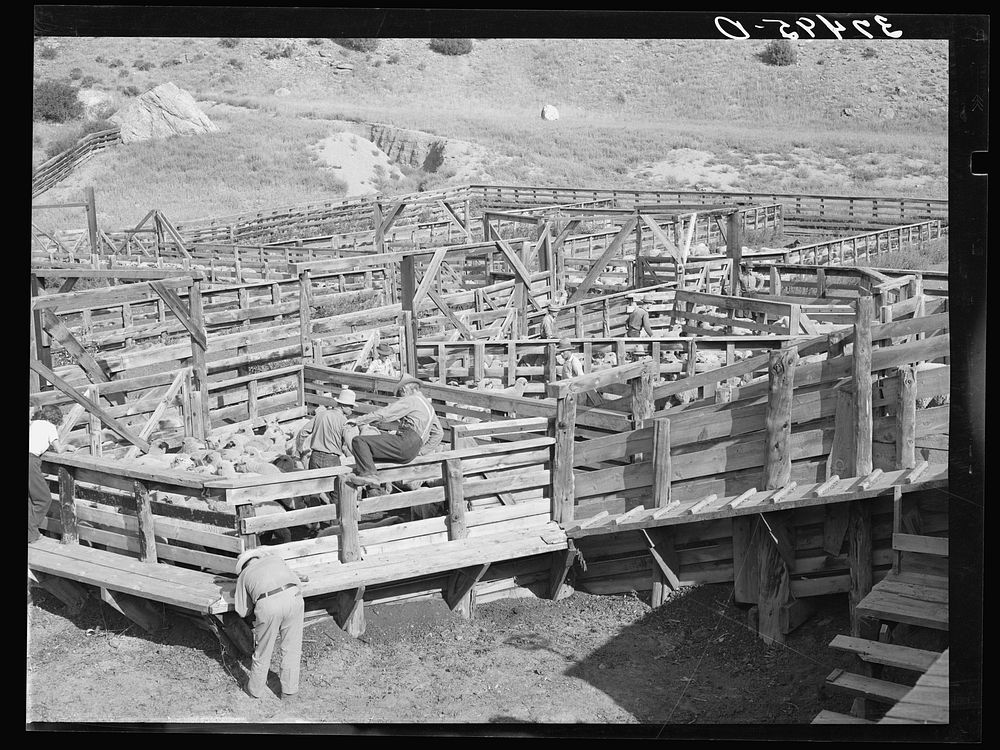 Pens full of fat lambs ready for shipping. Cimarron, Colorado by Russell Lee