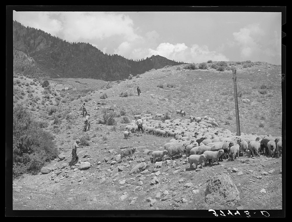 Driving fat lambs to Cimarron, Colorado, for shipping to Denver, Colorado by Russell Lee