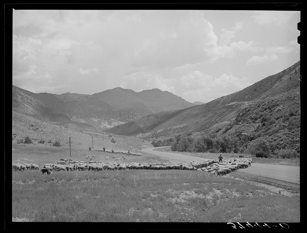Driving fat lambs to Cimarron, Colorado, for shipping to Denver, Colorado by Russell Lee