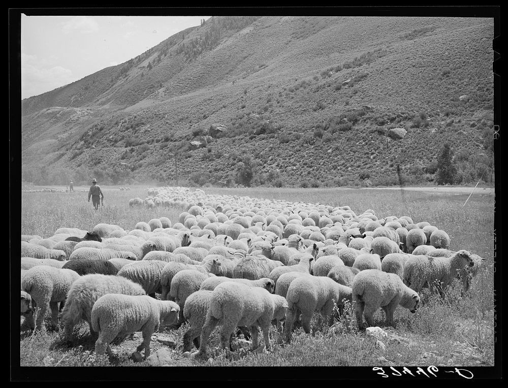 [Untitled photo, possibly related to: Driving fat lambs to Cimarron, Colorado, for shipping to Denver, Colorado] by Russell…