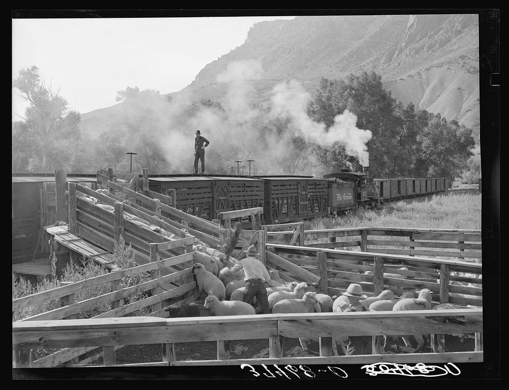 Loading fat lambs on narrow gauge railway for shipment to Denver market. Cimarron, Colorado by Russell Lee