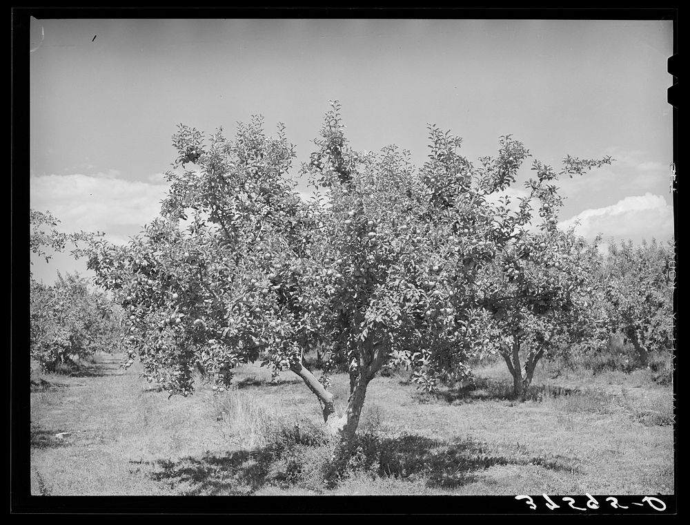 Apples are the main fruit crop of Delta County, Colorado by Russell Lee