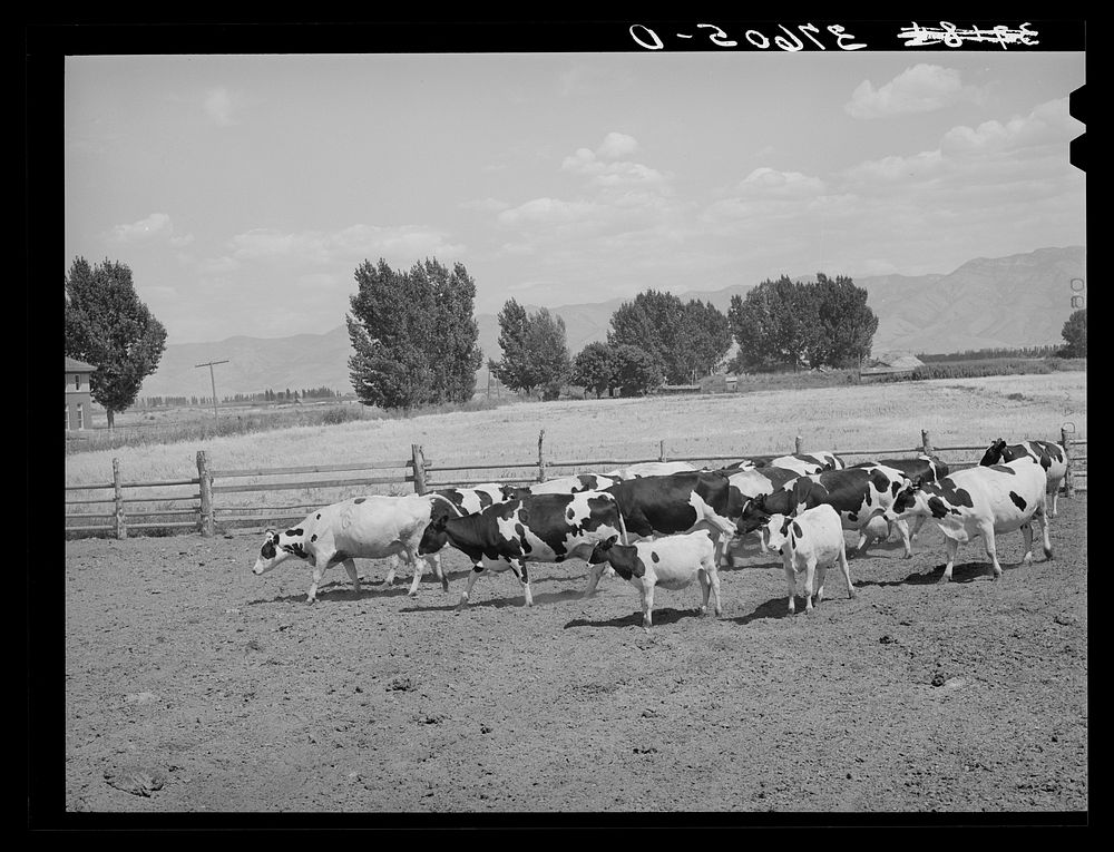 Cache County, Utah, has some of the the best dairy herds in the state by Russell Lee