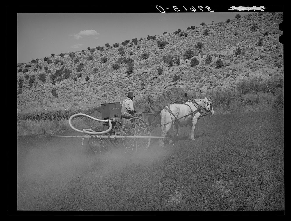 [Untitled photo, possibly related to: The duster of the Allen Valley Duster Association dusting alfalfa. Sanpete County…
