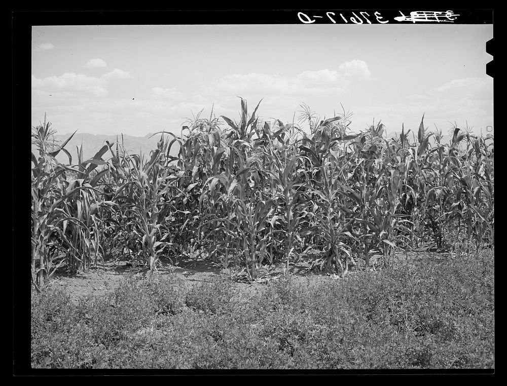 Corn near alfalfa field. Cornish, Utah by Russell Lee