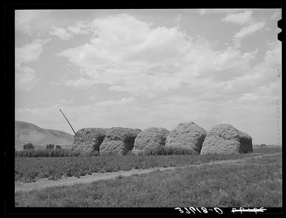 Stacks of hay on farm. Cornish, Utah by Russell Lee