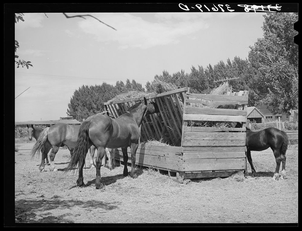 Horses at feeding stall. Cornish, Utah by Russell Lee