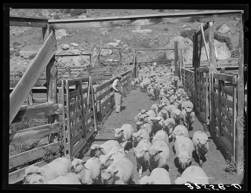 [Untitled photo, possibly related to: Fat lambs being driven into corrals for loading on for shipment to Denver markets.…