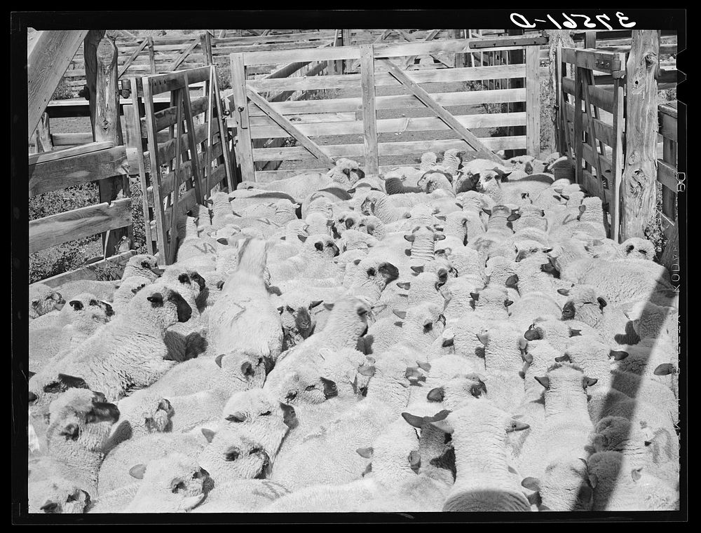 Fat lambs in corral at Cimarron, Colorado by Russell Lee
