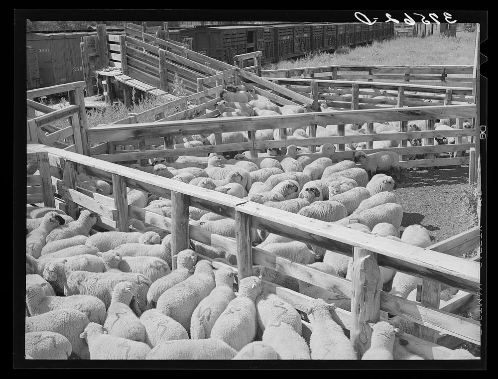 Fat lambs in shipping pens. Cimarron, Colorado by Russell Lee