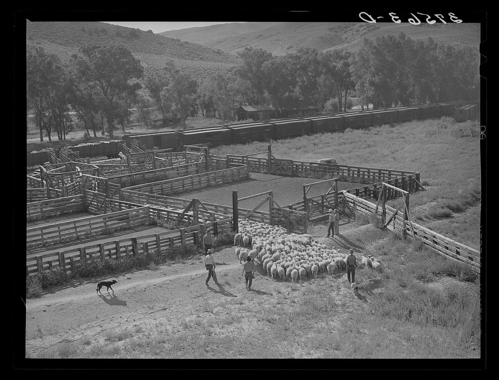 Driving herd of fat lambs into corrals along the narrow gauge railroad. Cimarron, Colorado by Russell Lee