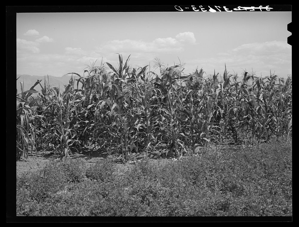 [Untitled photo, possibly related to: Corn near alfalfa field. Cornish, Utah] by Russell Lee