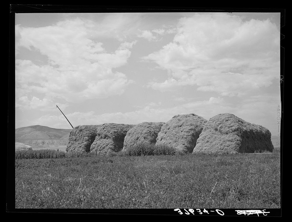 [Untitled photo, possibly related to: Stacks of hay on farm. Cornish, Utah] by Russell Lee