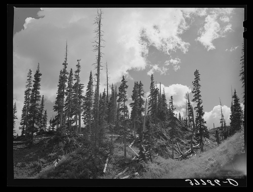[Untitled photo, possibly related to: Stand of pine with rotting logs which were cut and left by mine operators when they…