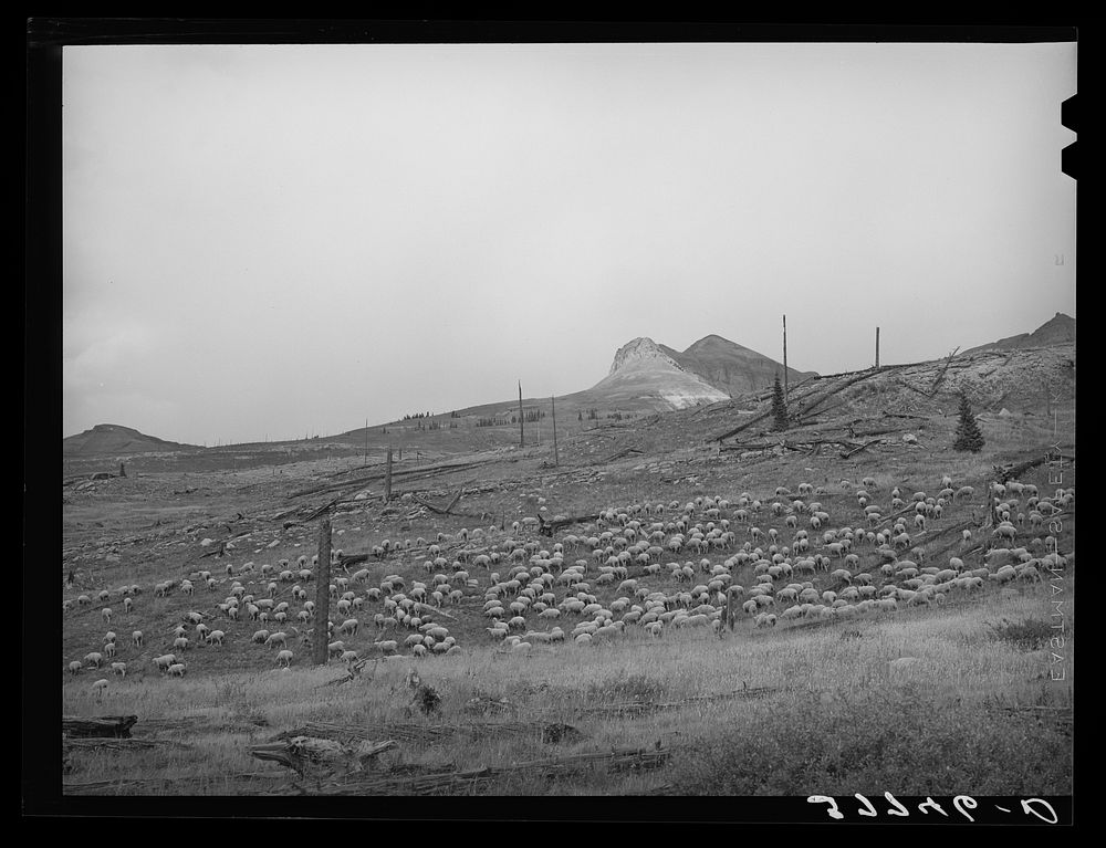 Sheep on the mountainside in San Juan County, Colorado by Russell Lee