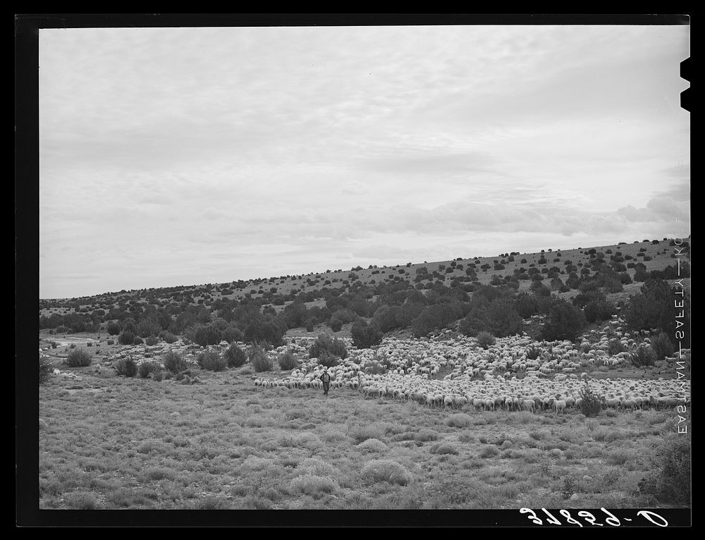The Candelarias are large sheep operators at Concho, Arizona by Russell Lee
