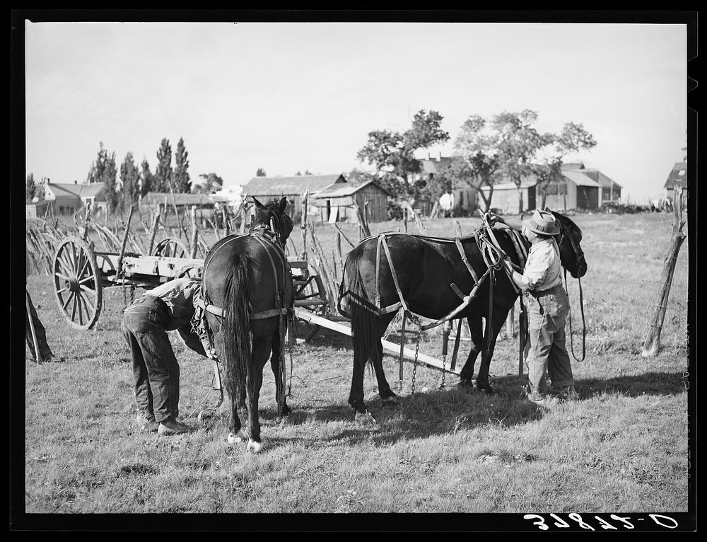 [Untitled photo, possibly related to: Harnessing horses. Concho, Arizona] by Russell Lee