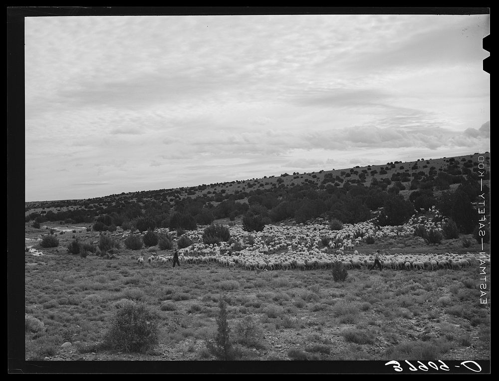 [Untitled photo, possibly related to: The Candelarias are large sheep operators at Concho, Arizona] by Russell Lee