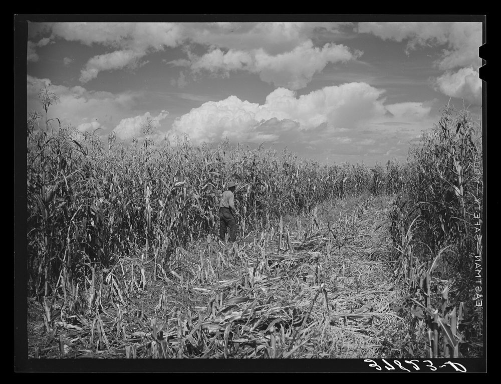 Cornfield. Concho, Arizona by Russell Lee