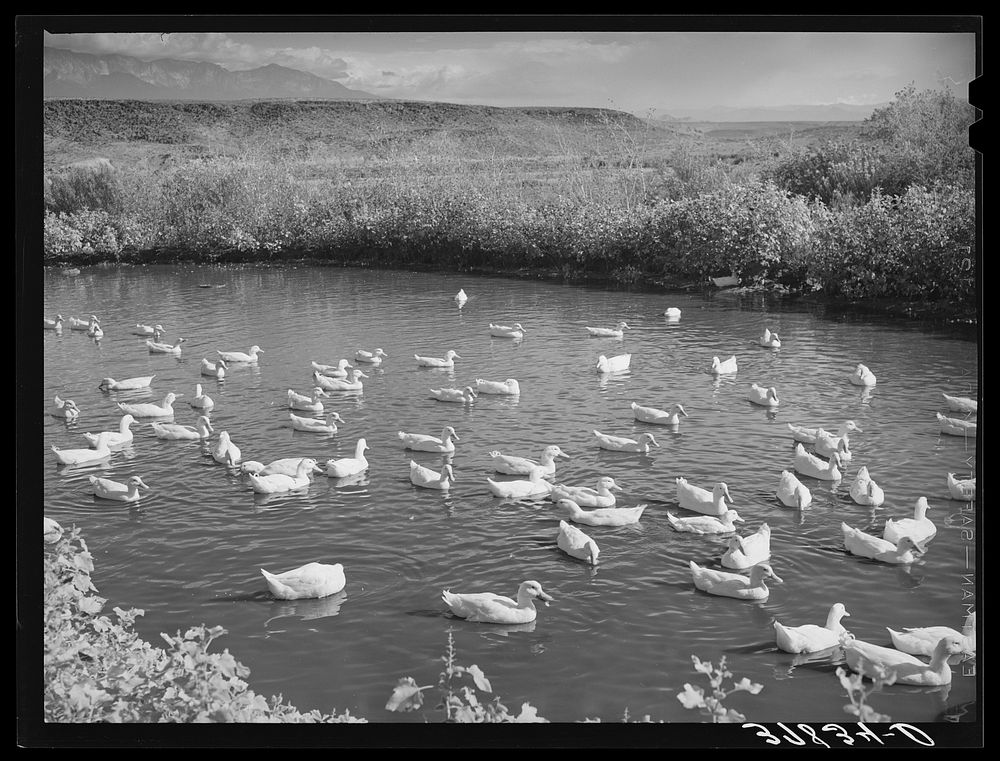 Ducks on the pond. Washington County, Utah by Russell Lee