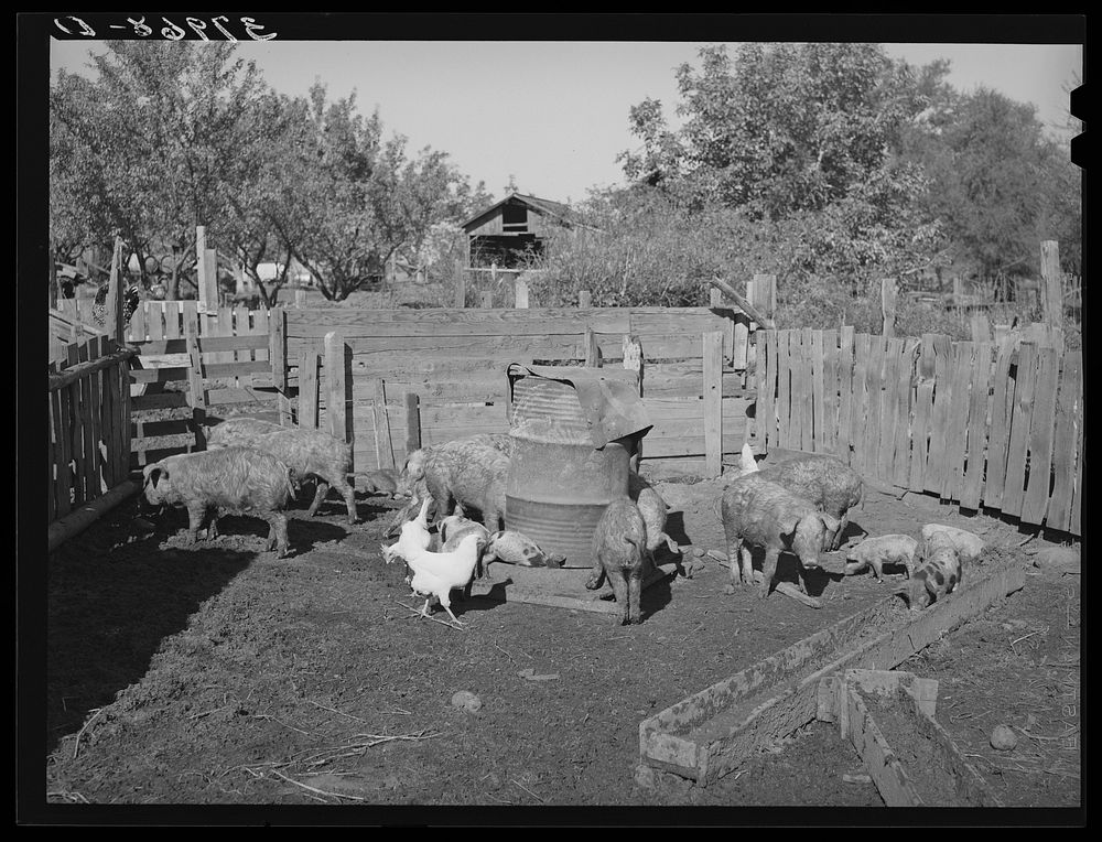 Pigs belonging to Perry Warner, small farmer in Tehama County, California by Russell Lee