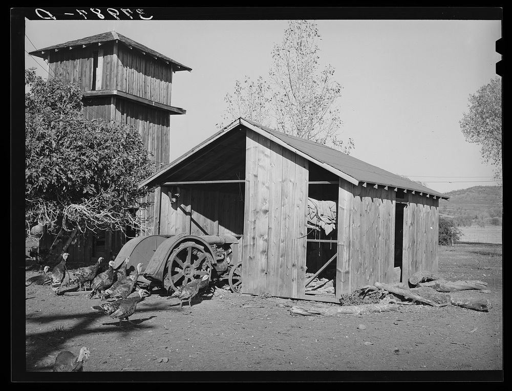 Tractor shed, turkeys and pump tower on farm of John Frost. Tehama County, California by Russell Lee